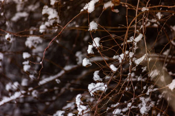 Première Neige Automne Est Tombée Les Branches Des Arbres Dans — Photo