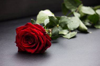 Romantik bir ruh hali. Kırmızı Gül. İlk randevu. Tatil arkaplanı.