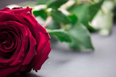 Güllü tatil kartı. Ahududu gülü.