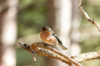 Bir ispinoz kuşu ormanda bir dala oturur..