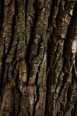 Ağaç kabuğu makrosu. Bir ağaç gövdesinin arkaplan görüntüsü.