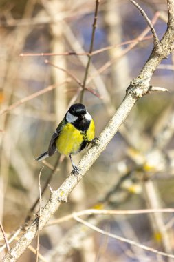 Close-up of a bird sitting on a branch in the forest. Yellow big tit.
