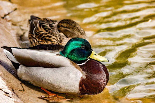 Dzika Kaczka Mallard Jeziorze Zbliżenie — Zdjęcie stockowe