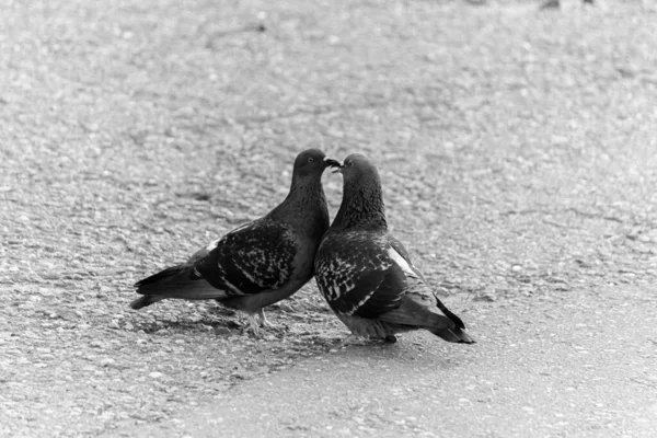 Koelduiven Straatliefde Straatduiven Zoenen — Stockfoto