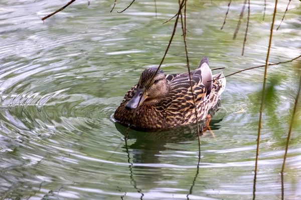 雌性野鸭野鸭在湖中游泳 迁徙鸟类的自然环境 — 图库照片