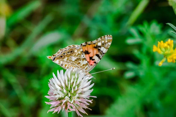 Mariposa Sentada Una Flor Trébol Prado — Foto de Stock