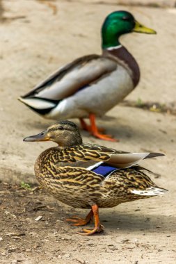 Vahşi ördekler, erkek ve dişi, çift. Göçmen kuşların vahşi ortamı.