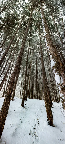 Panorama Nouvel Première Neige Dans Forêt Parmi Les Sapins Les — Photo