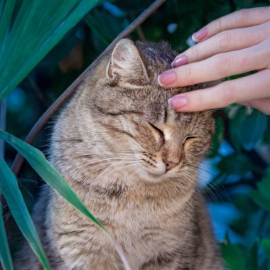 Bir kedinin yakın plan portresi. Yavru kedi başka yere bakıyor..