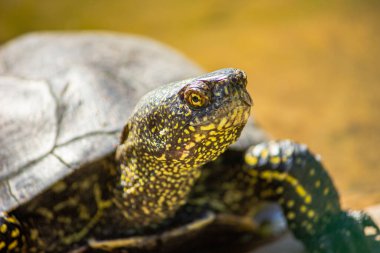 Avrupa bataklık kaplumbağası yakın planda. Sürüngenler.