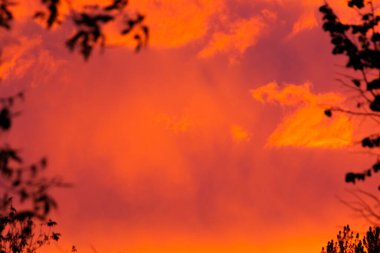 Yaprakların zıt siluetleriyle parlak pembe günbatımı arka planı.