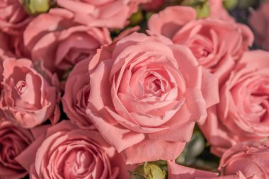 Pembe güllerin yakın plan arkaplanı. Bir buket gül yakın plan.