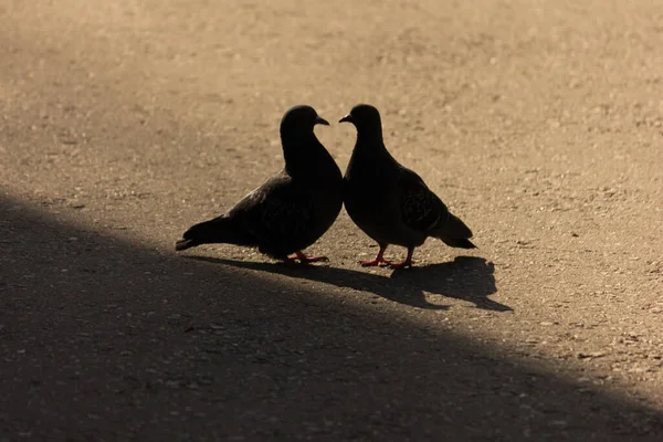 Silhouettes Pigeons Street Bird Pigeons Kiss Coo — Stock Photo, Image