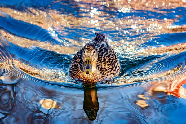 Wild Duck Mallard Swims Lake — Stock Photo, Image
