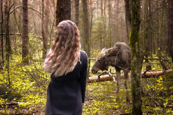 Girl Forest Stands Young Elk Trees Humans Wild Animals — Stock Photo, Image