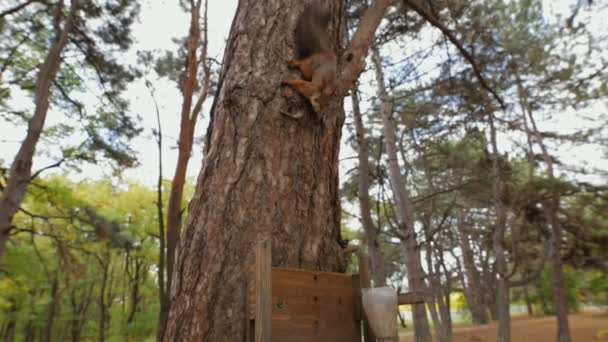 Ardilla en un árbol comiendo comida en el día de otoño — Vídeo de stock