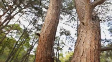 Benden saklanıyor bir çam sincap