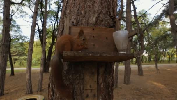 Ardilla en un árbol comiendo comida en el día de otoño — Vídeos de Stock