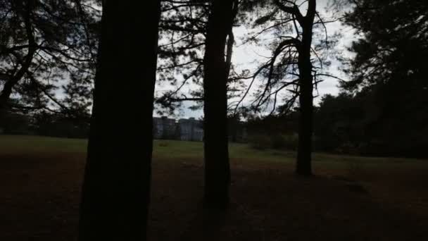 Moody trees in a park at autumn day - steadycam shot — Stock Video