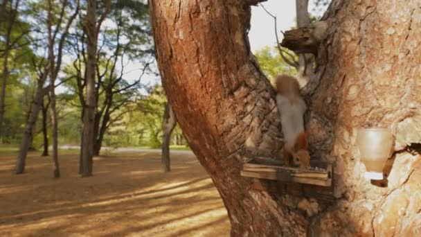 Ardilla en un árbol comiendo comida en el día de otoño — Vídeos de Stock