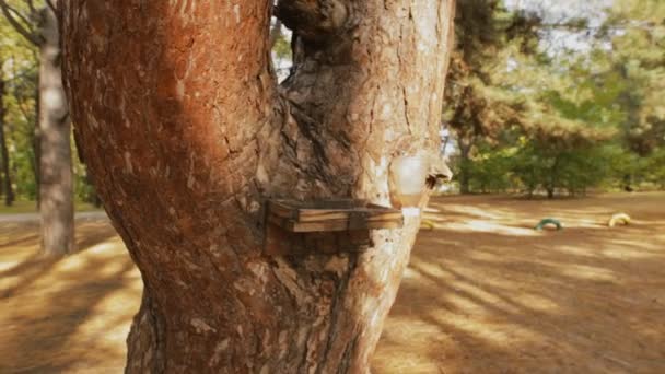 Белка на дереве ест пищу в осенний день — стоковое видео