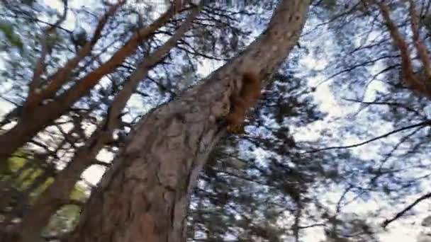 Curioso scoiattolo arrampicarsi su un pino guardandomi — Video Stock