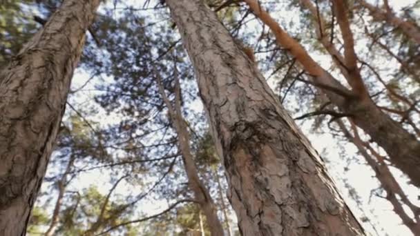 Eekhoorn klimmen op een pine en wilt komen neer — Stockvideo