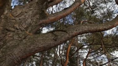 Sincap benden saklanıyor Çamın dalları üzerinde çalışan