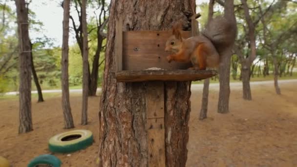 Squirrel on a tree eating food at autumn day — Stock Video