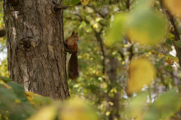 松鼠在一棵松树上秋季的一天 — 图库照片