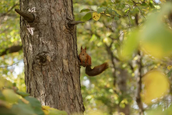 Σκίουρος σε ένα πεύκο σε ημέρα του φθινοπώρου — Φωτογραφία Αρχείου