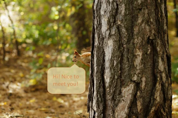 Squirrel di pohon pinus pada hari musim gugur — Stok Foto