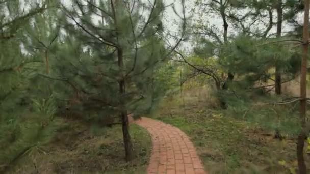 飞的照相机之间松树上面行人路 — 图库视频影像