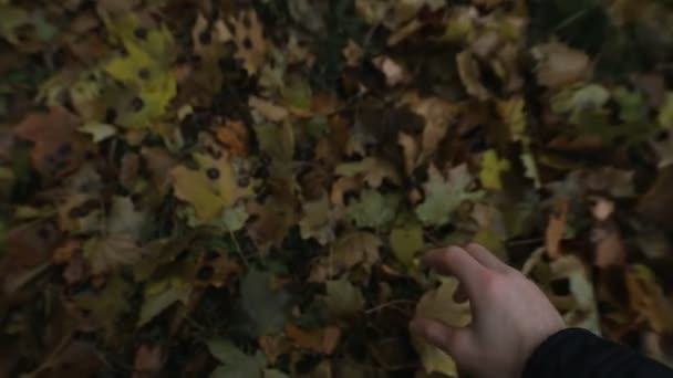 POV - jag tar ett gult löv från marken — Stockvideo