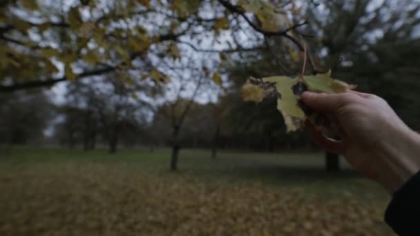Schlechte Ökologie, Umweltverschmutzung - ich nehme ein ungesundes Blatt vom Baum — Stockvideo