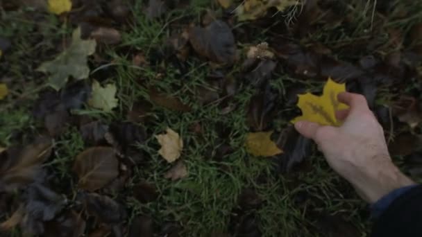 POV - Я беру желтый лист с земли — стоковое видео