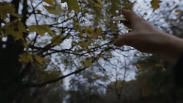 POV - Je prends une feuille malade de l'arbre — Video