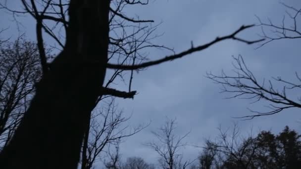 Blick auf die Wipfel der Bäume, Zweige ohne Blätter am Novemberabend — Stockvideo