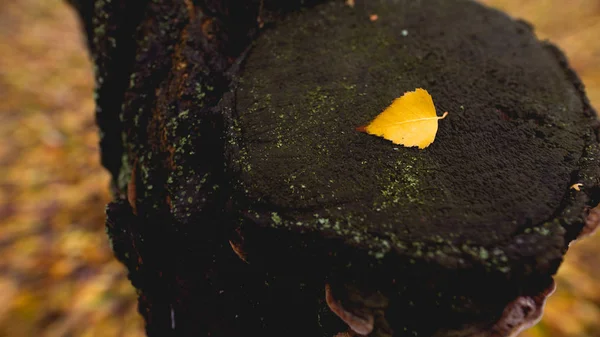 Κίτρινο φύλλο σε ένα κορμό δέντρου — Φωτογραφία Αρχείου