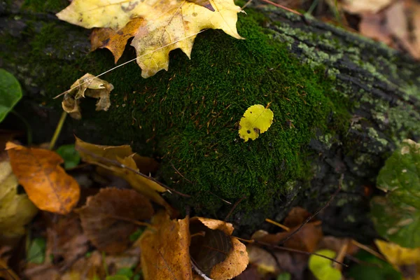 Yellow leaf on a green moss Royalty Free Stock Images