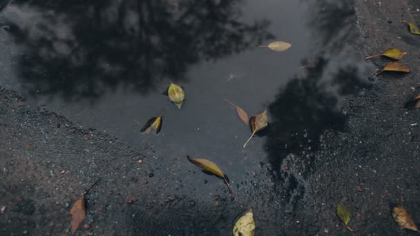Louže z déšť na podzim — Stock video