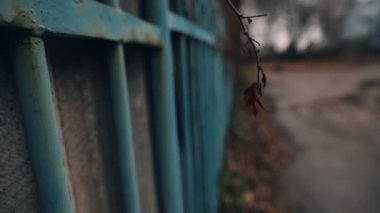 Sonbahar. Kuru yaprak rüzgarda sways.