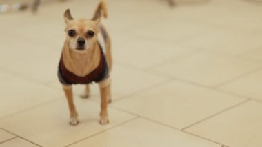Küçük kameraya bakarak köpek ve kaçmak