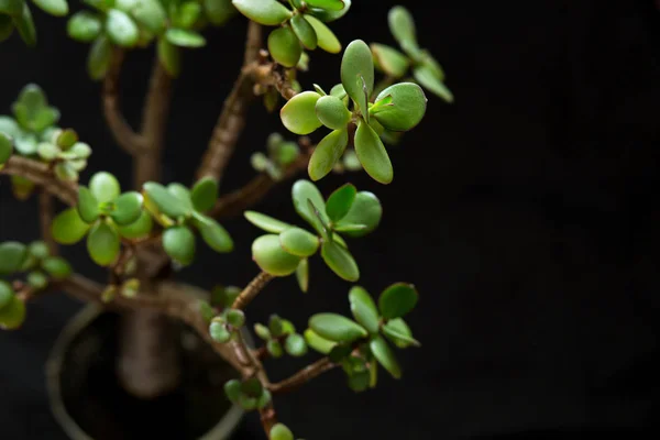 Para ağacını, yeşim bitkisi bitki siyah arka plan üzerine