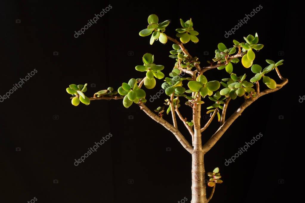 Каланхоэ толстянка крассула. Толстянка денежное дерево. Каланхоэ толстянка. Толстянка денежное дерево листорасположение. Толстянка родина растения.