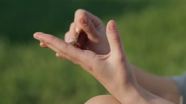 Lieveheersbeestje kruipen op vrouwen hand — Stockvideo