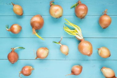 Mavi ahşap masa üzerinde büyük soğan hasat.