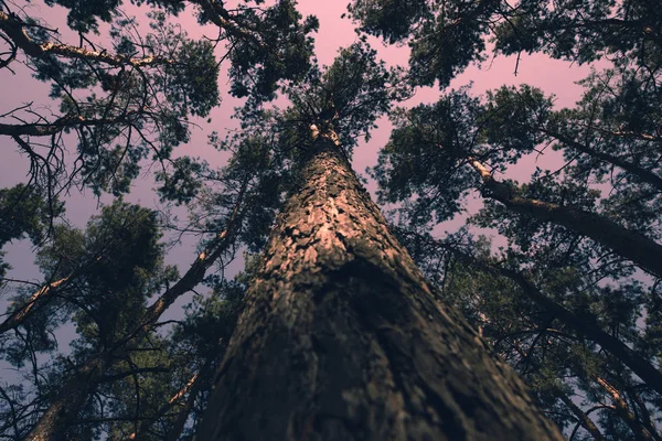 Magic táj pine fa és drámai ég, tónusú — Stock Fotó