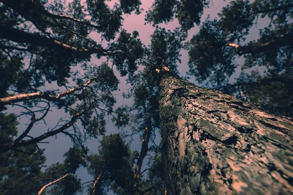 トーンの松の木と劇的な空と魔法の風景 ロイヤリティフリーのストック写真