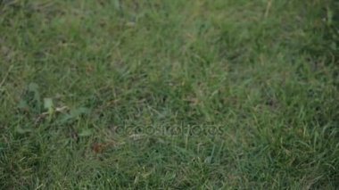 Güzel kadın güzel saçlı bir dinlenme zevk çekici kız yavaş çekimde bir çim üzerinde yalan rahatlatıcı